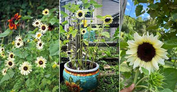 6 meilleures variétés de tournesol blanches