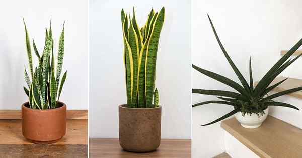 6 Variétés des plantes de serpent les plus courantes Vous pouvez commencer à planter à l'intérieur