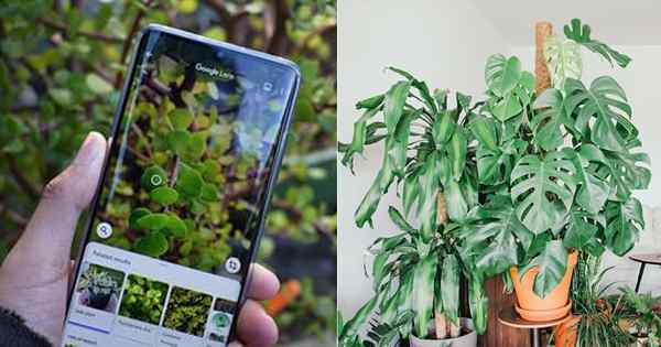 6 cara cepat dan mudah untuk mengenal pasti houseplants