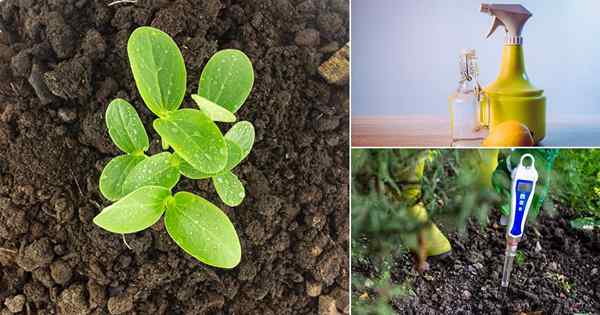 6 Penggunaan Jus Lemon Luar Biasa untuk Tanaman | Jus lemon di taman