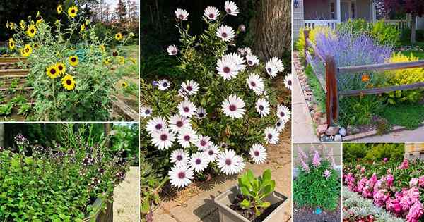 66 mejores plantas resistentes a los ciervos que puedes cultivar