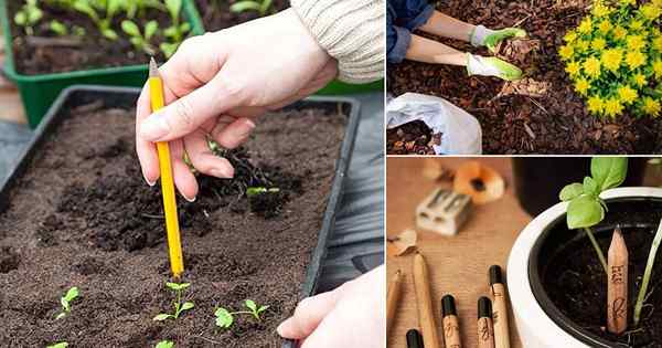 7 usos de lápiz increíbles en el jardín