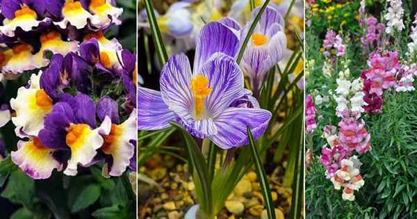 7 hermosas flores azules y naranjas