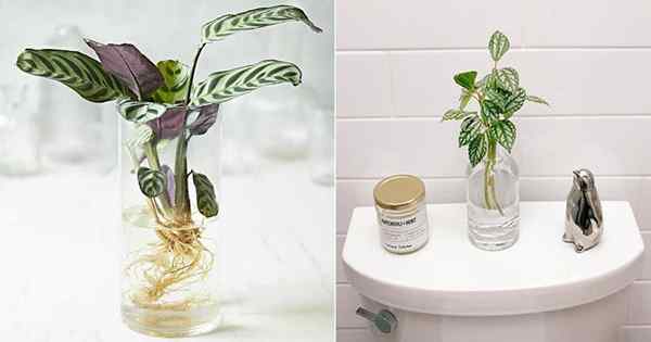 7 Pet Houseplants yang aman Anda dapat tumbuh di air