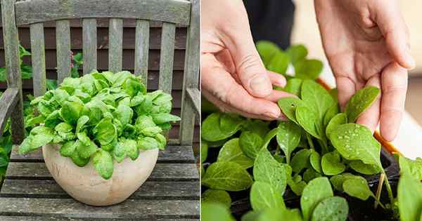 7 secretos para cultivar espinacas más dulces y menos amargas en el jardín