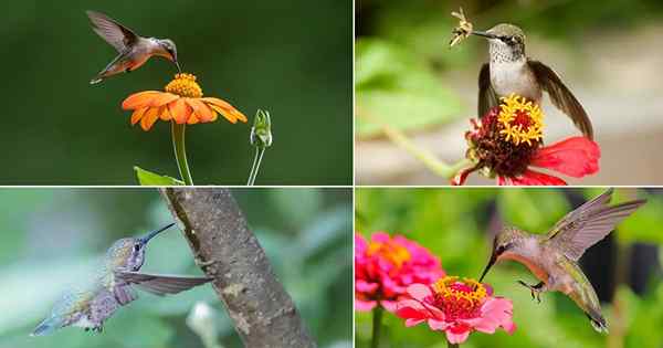7 types de meilleurs aliments de colibri