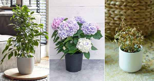 7 plantes malchanceuses pour éviter à l'intérieur | Plantes de malchance à Feng Shui