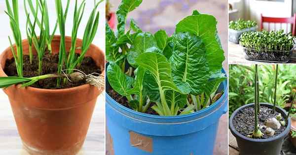 7 légumes, vous pouvez récolter à l'intérieur toute l'année