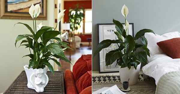 8 Amazing Peace Lily Benefícios comprovados em estudos