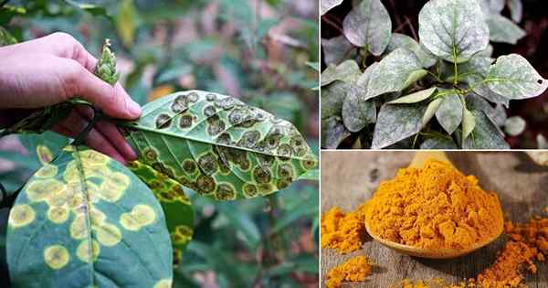 8 utilisations incroyables de curcuma dans le jardin pour sauver vos plantes