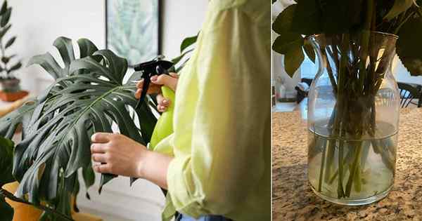 8 incríveis hacks de vinagre para plantas internas