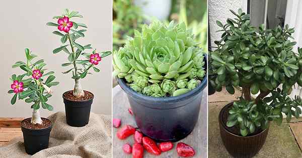 8 succulents cantik yang menarik wang