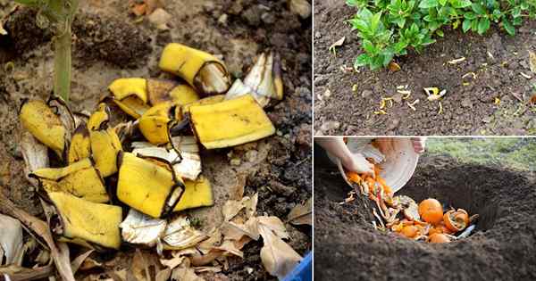 8 Kulit buah terbaik yang dapat Anda gunakan sebagai pupuk