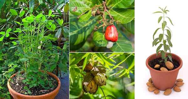 8 kacang terbaik yang boleh anda tumbuh di dalam periuk