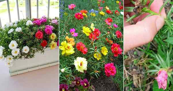 8 Beste Portulaca -Anbau -Tipps | Moss Rose Pflanzenpflege