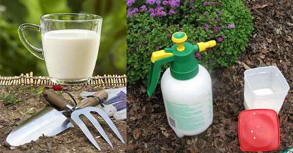 8 Milch verwendet im Garten, das von der Wissenschaft bewirkt wird