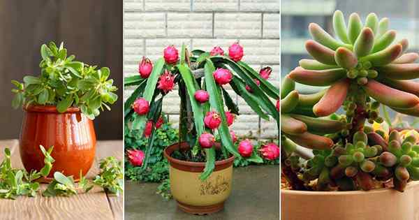 8 succulents anda boleh makan | Succulents dan kaktus yang boleh dimakan