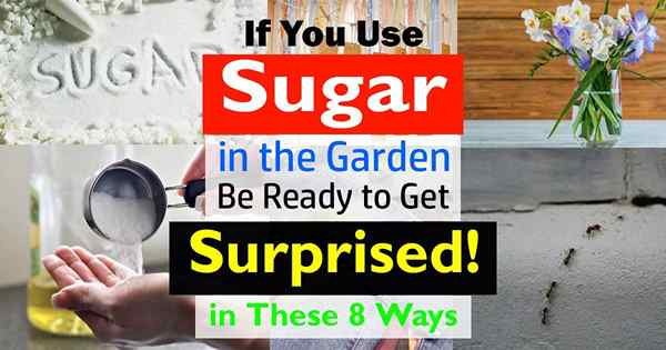 8 Les utilisations surprenantes de sucre dans le jardin, vous ne croyez pas, sont possibles