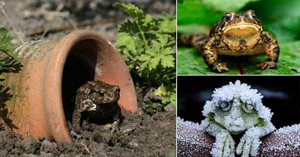 8 Möglichkeiten, Ataden und Frösche in den Garten anzulocken