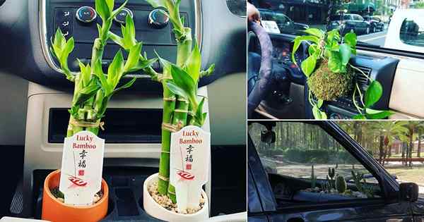 9 plantes incroyables que vous pouvez cultiver en voiture