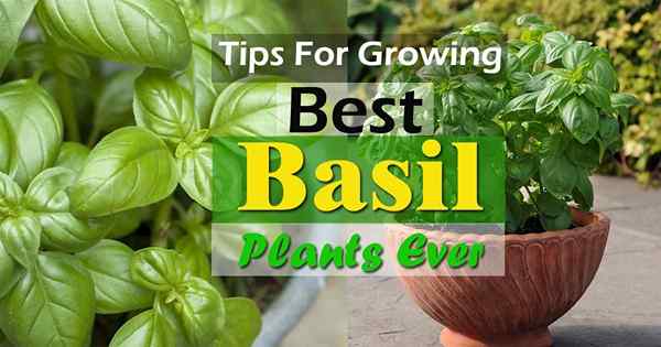 9 conseils de culture du basilic pour cultiver les meilleures plantes de basilic