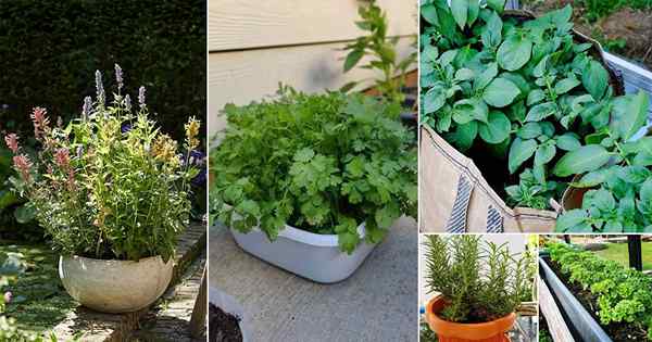 9 mejores plantas acompañantes de cilantro | Plantación de acompañantes para cilantro