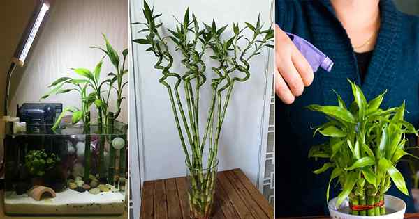 9 pupuk terbaik untuk tanaman bambu yang beruntung