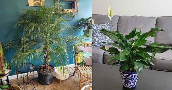 9 plantas de interior que reducen el polvo y las partículas