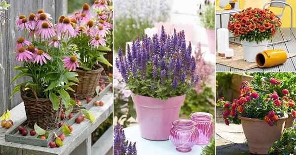 9 Sommerblumen, die nie aufhören zu blühen