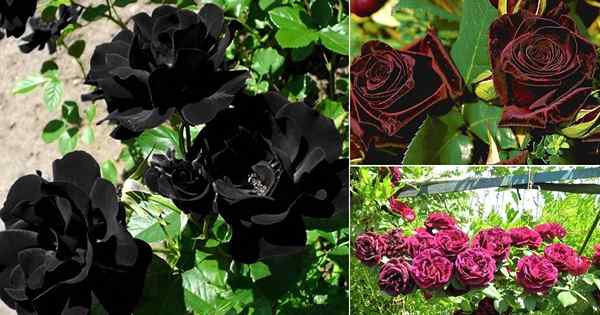 9 tipos de rosas pretas | Variedades de rosa preta