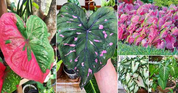 96 Les plus beaux types de caladiums | Meilleures variétés de caladium