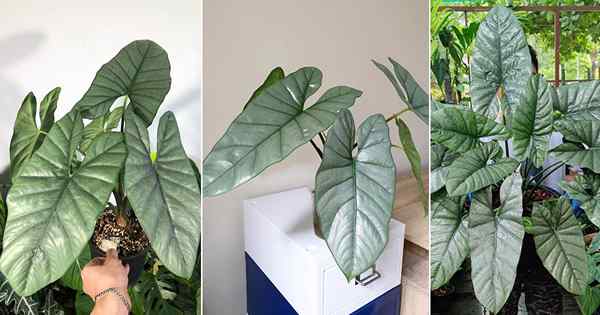 Guía de cuidado y crecimiento de la corazón de Alocasia