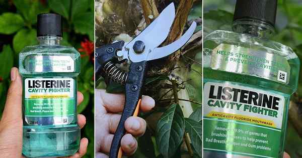 Amazing Listerine usa no jardim que funciona | 7 enxaguatório bucal usos