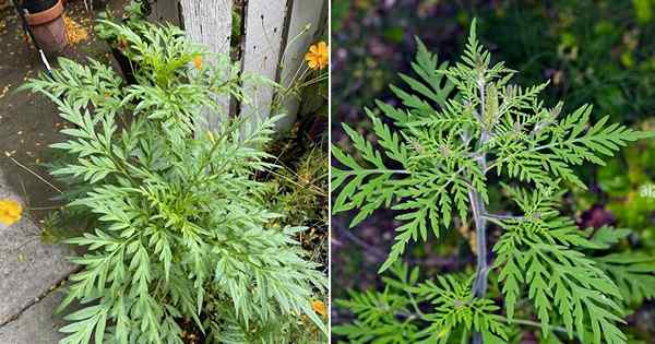 Ambrosia artemisiifolia Informações da planta | Aweed anual