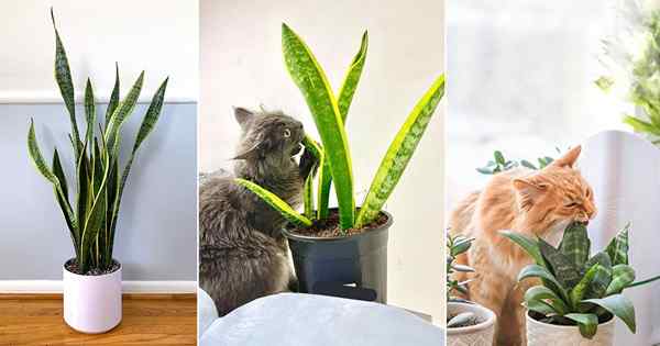 Les plantes de serpent sont-elles toxiques pour les chats | Les plantes de serpent sont-elles sans danger pour les chats?