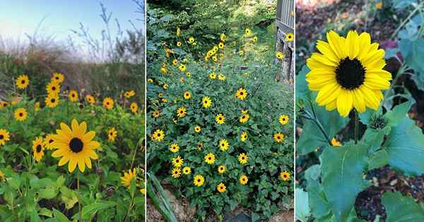 Place Sunflower Care | Helianthus Debilis croissant