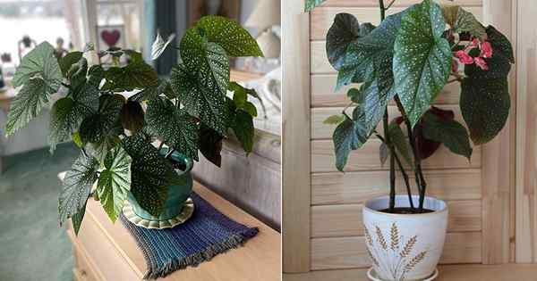 Begonia Lucerna Care and Growing Guide