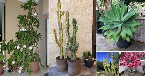 Meilleurs grandes succulentes | 21 succulentes superbes qui poussent