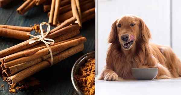 ¿Pueden los perros comer canela? ¿Es la canela segura para los perros?