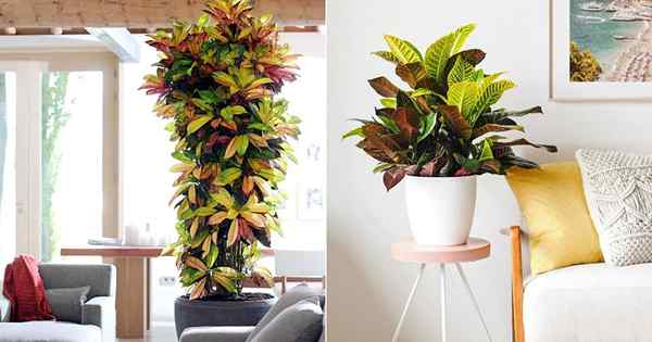 Croton Plant Care à l'intérieur | Plant d'intérieur croissant de Croton