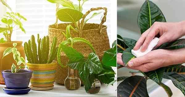 Rutina de cuidado de plantas interiores de interior diarias para plantas para plantas sanas!