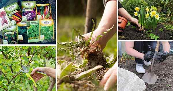 Machen Sie im Februar 10 Dinge, um im Frühjahr einen tollen Garten zu haben | Gartenarbeit im Februar