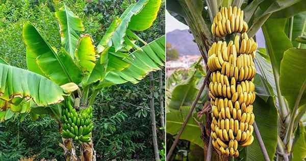 ¿Crecen los plátanos en árboles o arbustos??