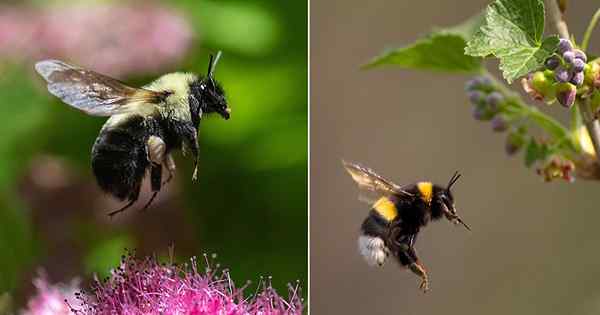 Bumble Bees Sting? Descobrir!