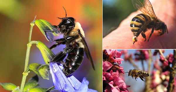 Faire des abeilles charpentières?