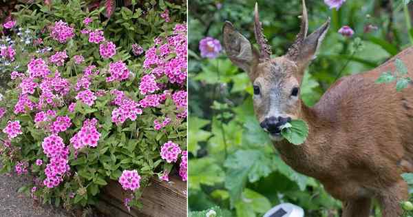 Do rusa makan verbena | Resisten verbena rusa?