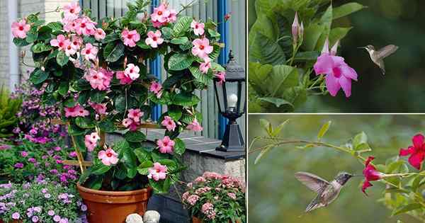 ¿Los colibríes como Mandevilla? Descubrir!