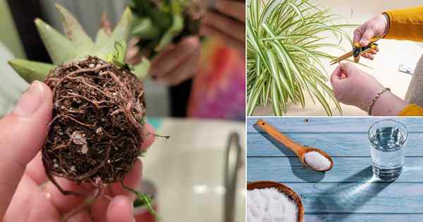 Lakukan 10 perkara ini sebelum menanam mana -mana houseplant & ia akan tetap gembira!