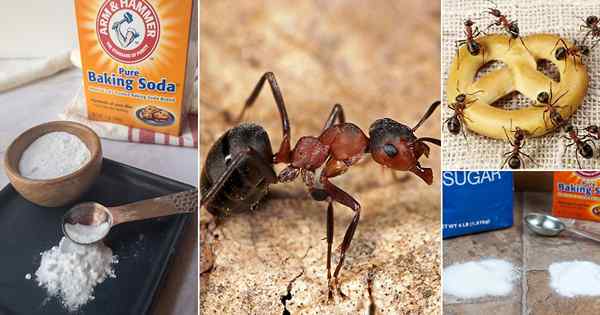 Apakah baking soda membunuh semut | Semut vs soda kue