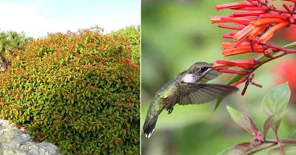 Firebush atrai beija -flores para o jardim?